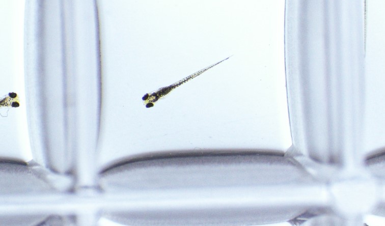 Ecotoxicity assays and imaging